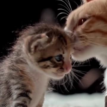 Wow Cute Baby Cat Mother Cat And Son. Cute Video #Short