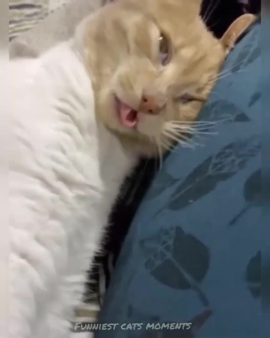 Most funny cats in the world