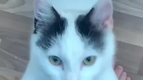 Beautiful cat 🐈 trending video