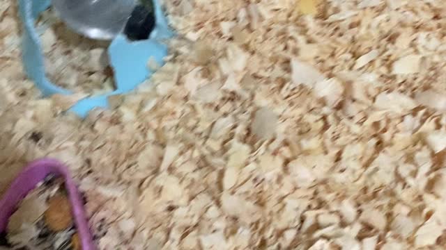 Have you seen mice mating