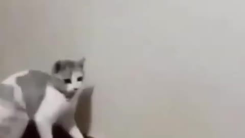 Cat funny video