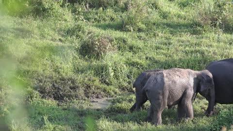 A Family OF Elephants Roaming At A Grassland