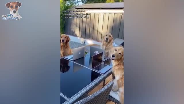 These Pets Will Get You in Happy Mood