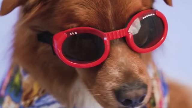 Cute and funny dogs videos | Dog funny status videos for Instagram