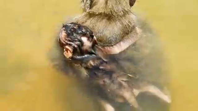 Mother monkey and baby monkey swimming