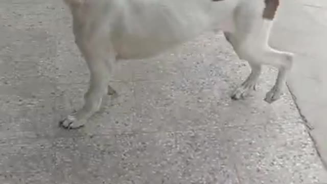 Dog is doing Ding Dong funny dog