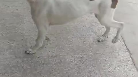 Dog is doing Ding Dong funny dog