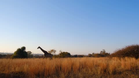 Footage Of A Walking Giraffe