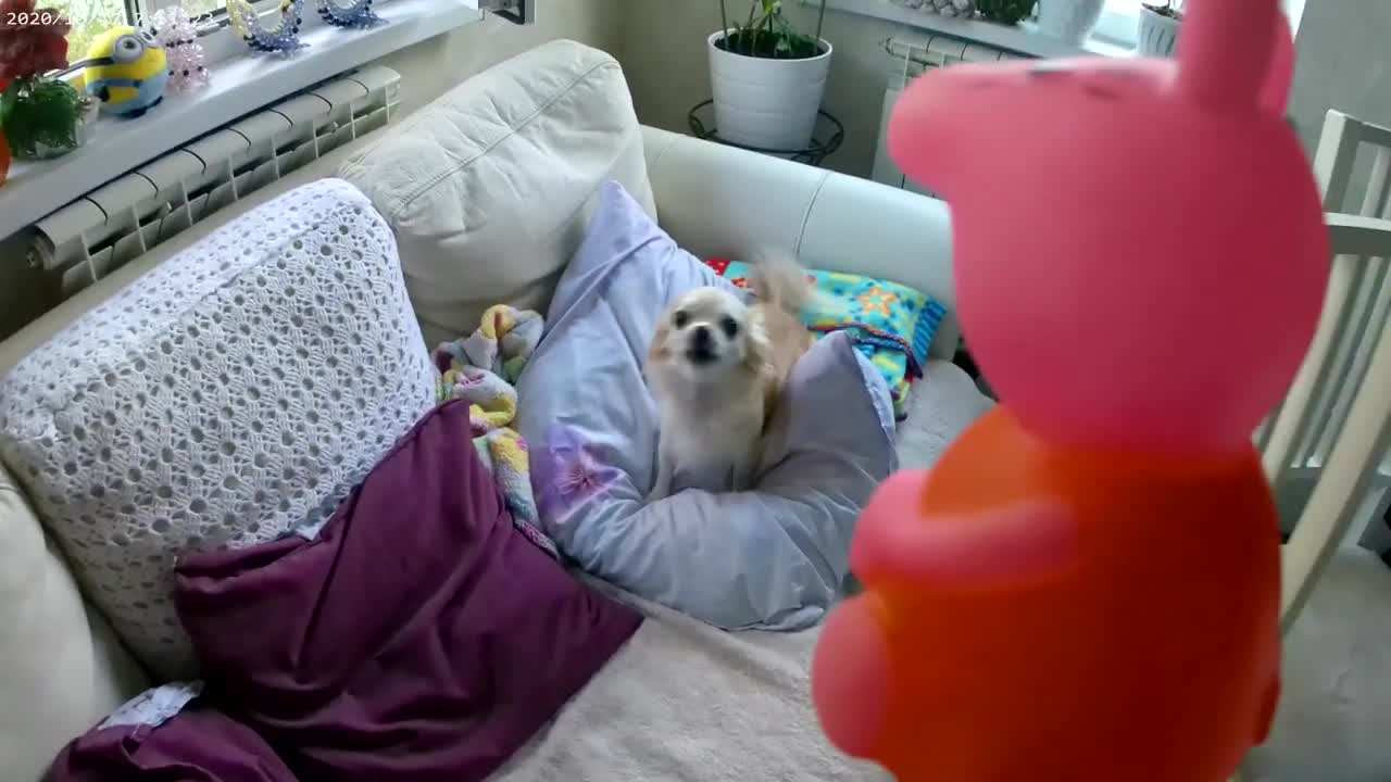 The little guard
