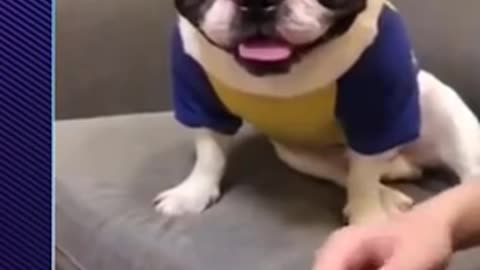 Funny cats & dogs | Funny Pets |