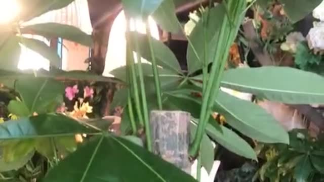 Let plants be with us for a lifetime
