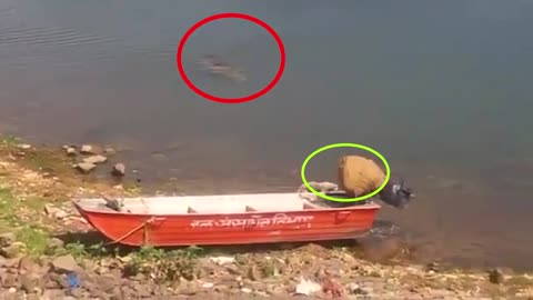 The crocodile takes the dog to the water! Watch!