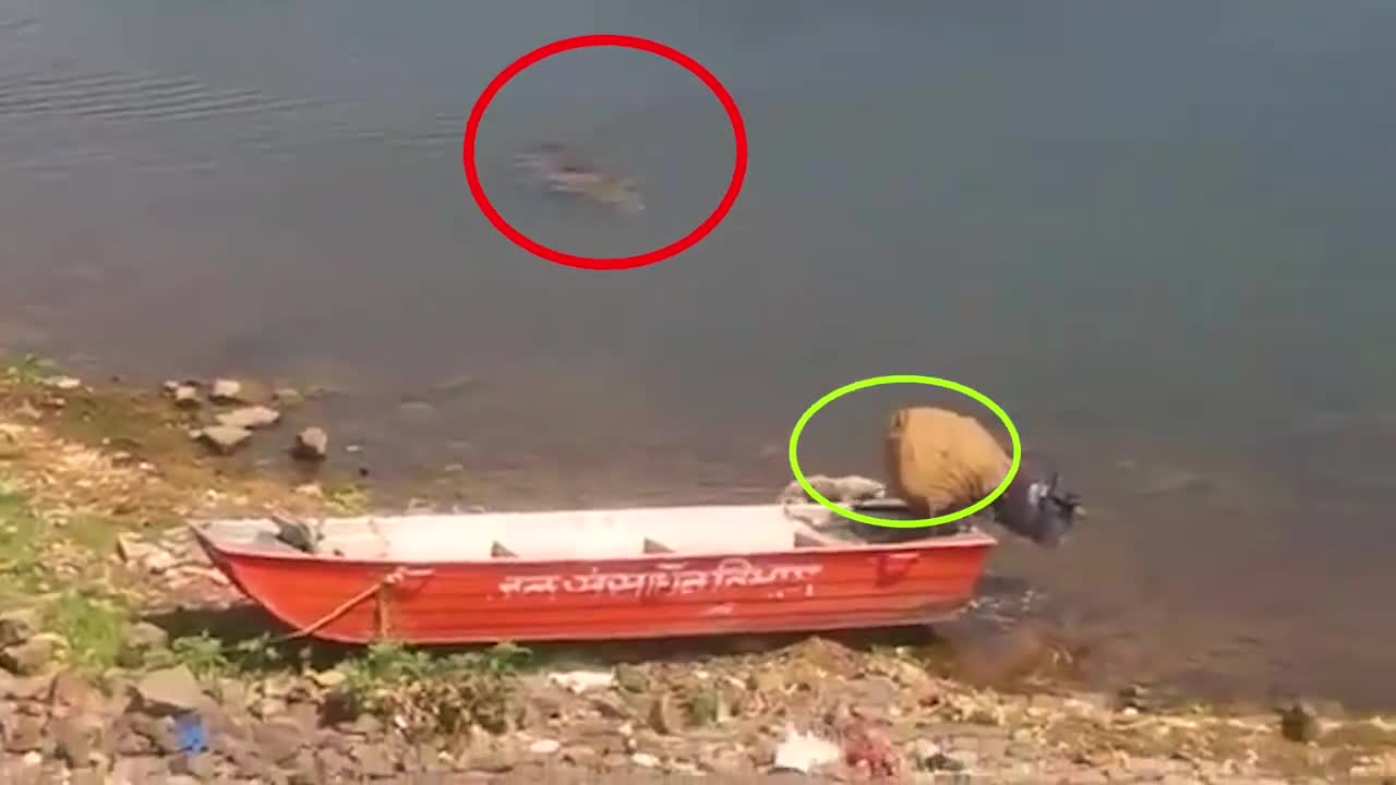The crocodile takes the dog to the water! Watch!