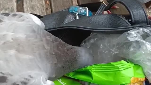 pigeons stealing snacks from lady purse in park