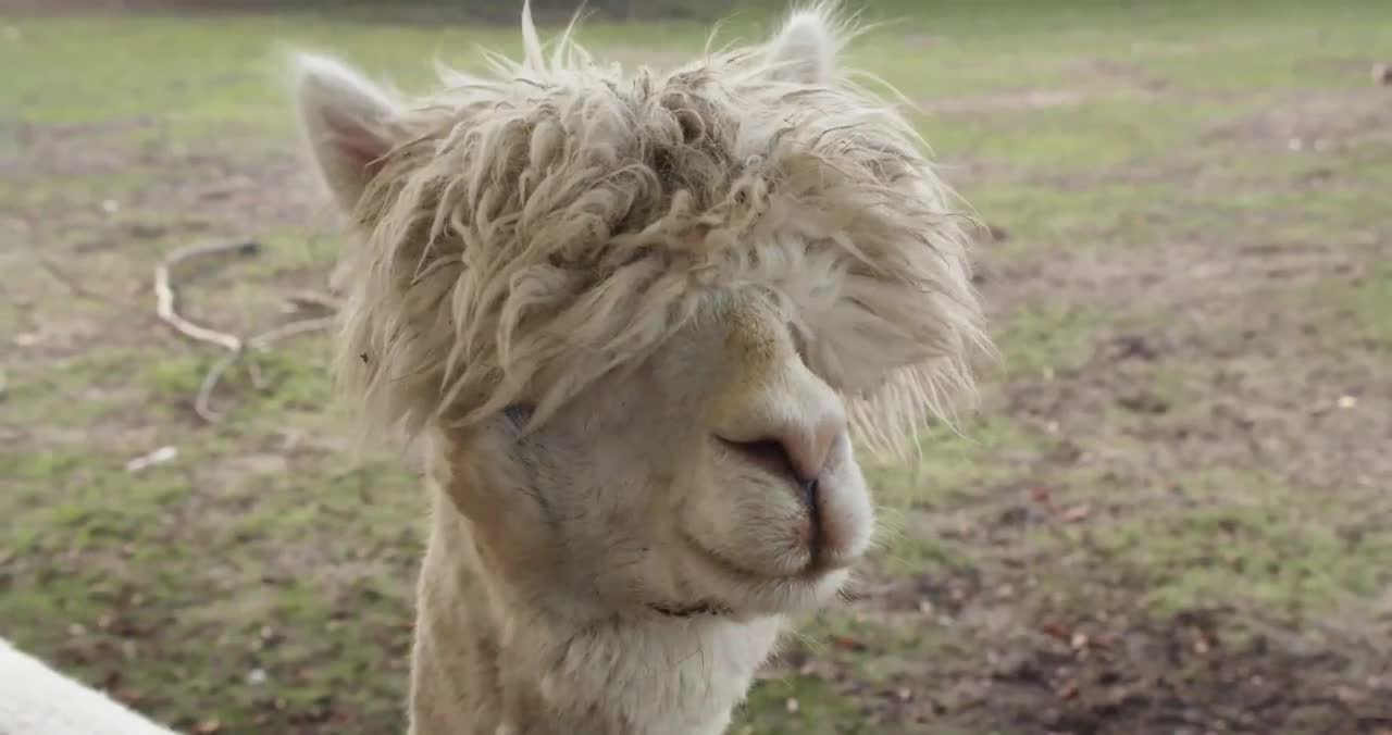 Baby camel video