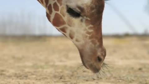 Giraffe Vs Elephant Fight For Water