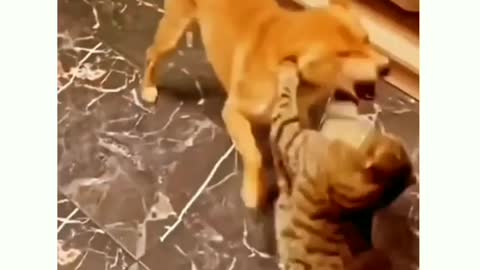 Cat vs dog