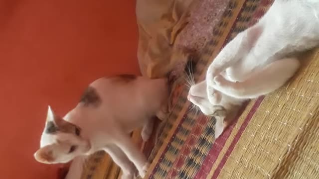 little cat fighting so cute || baby cat ||