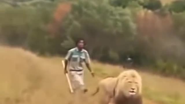 Lion and young man fight