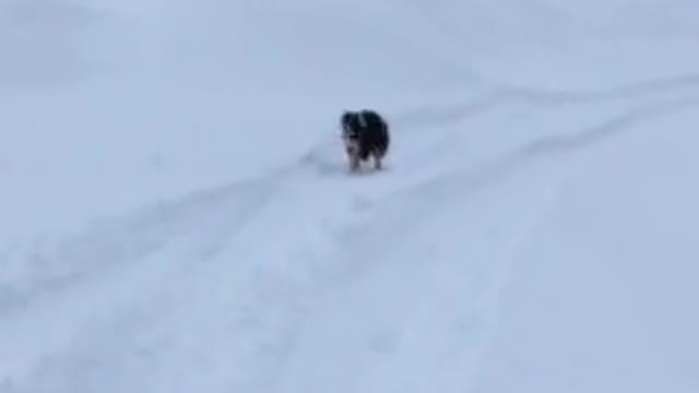 Foster 3/2018