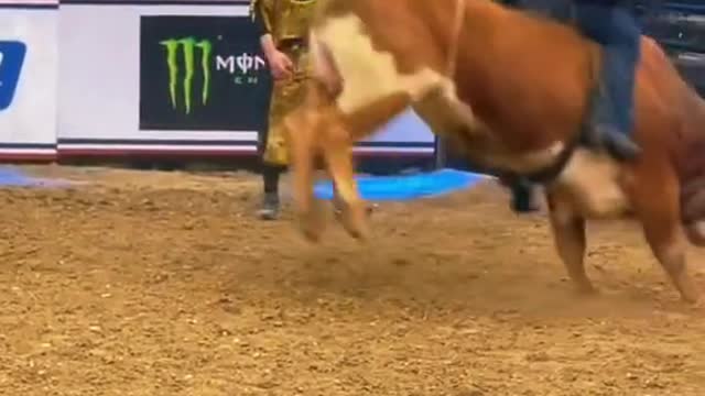 - how the cow was trained