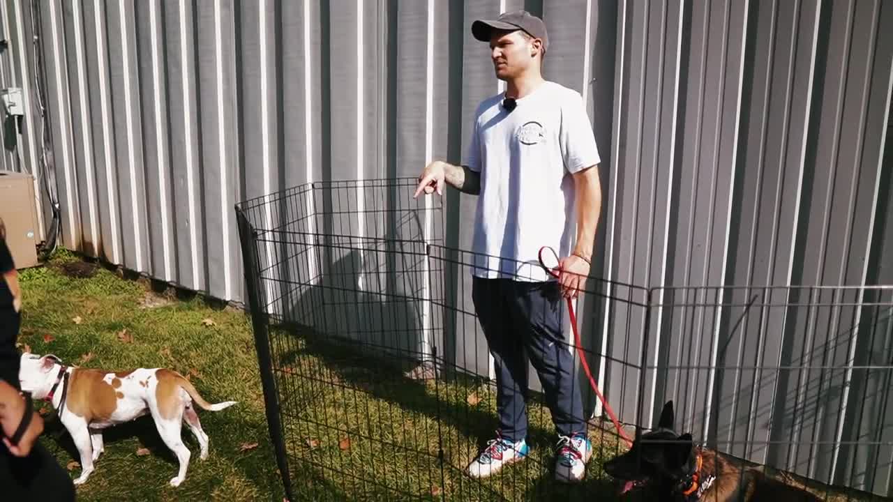 BEST WAY TO INTRODUCE A FEARFUL PITBULL TO A PUPPY