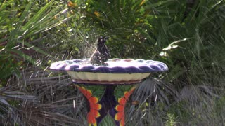 boat tailed Grackle splashing in birdbath