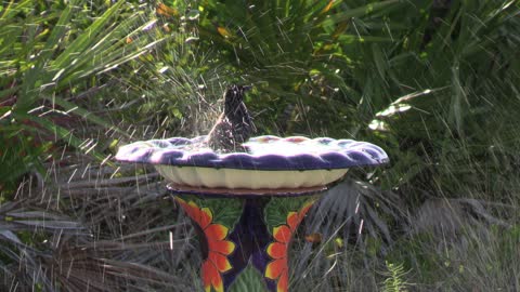 boat tailed Grackle splashing in birdbath