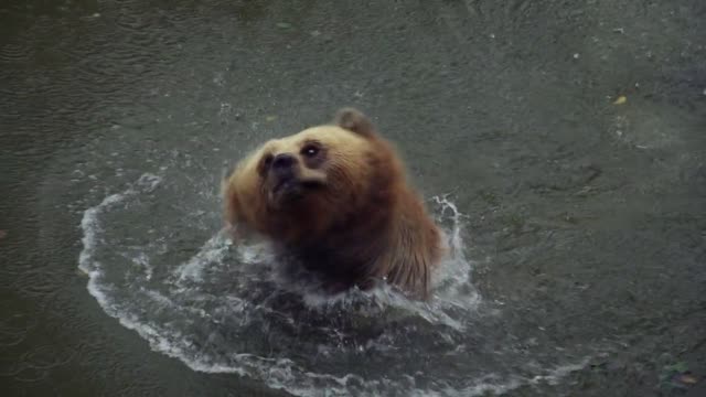 Brown Bear Bear Nature Forest Wild Animal