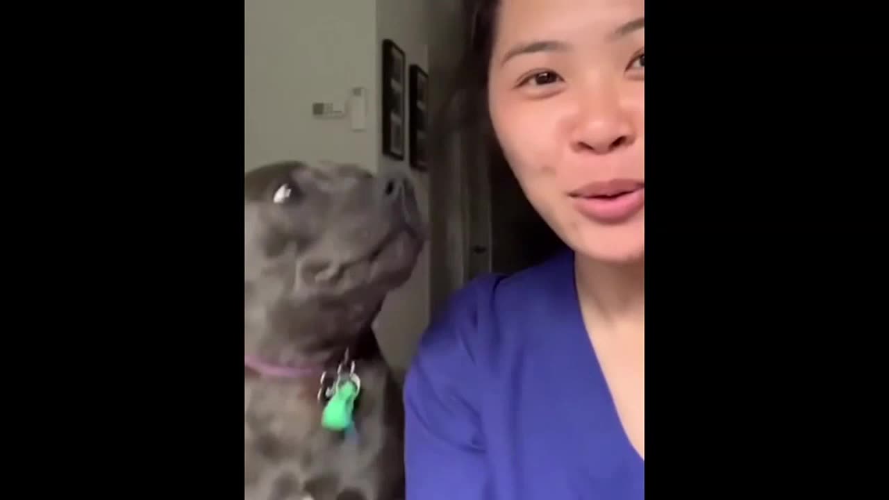 Amazing Dog Video Compilation!!! 🤣🤣