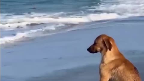 Dog Watching the Sea