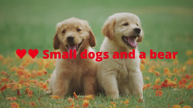 ♥♥ Small dogs and a bear