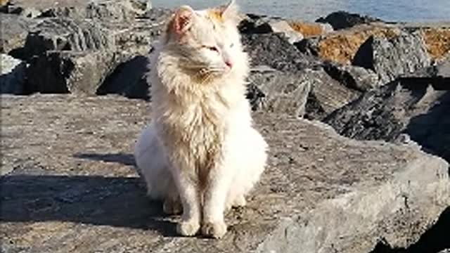 Sad cat on the sea