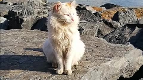 Sad cat on the sea