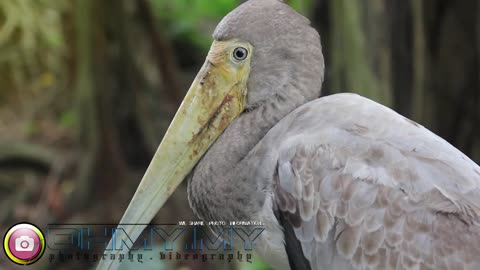 The Yellow billed stork Mycteria ibis