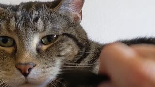 Kitty doesn't like tickle-tickle