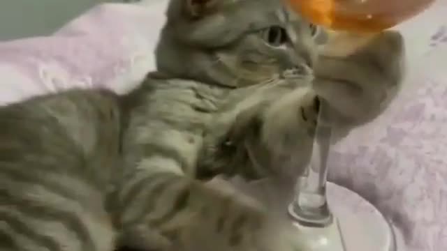Cat 🐈 Loves To Drink red Wine 🍷
