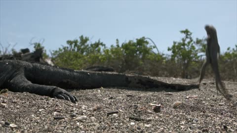 Wild Galapagos - Part 5: In the Grip of the Ocean | Wildlife Documentary | Free Documentary Nature