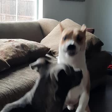 Tucker Carlson In Fast Play Then Up The Stairs