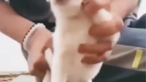 Adorable Puppy Dance Moves You Have to See! 🕺🐶