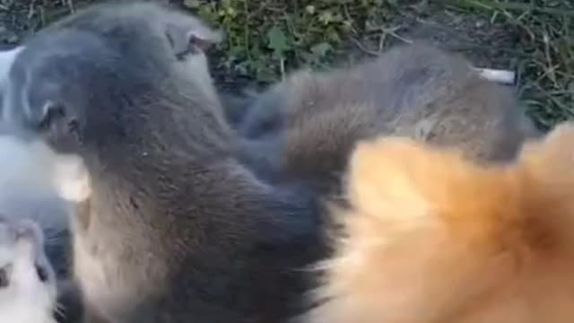 Kitten_and_dog_play_with_cat's_tail.