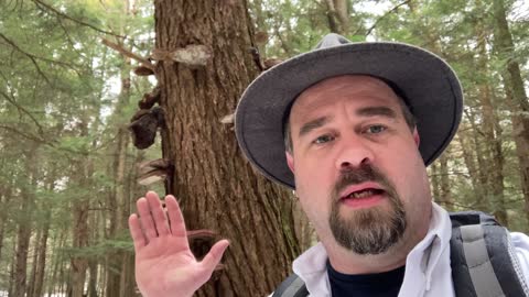 Five Day Thru Hike on the Baker Trail - Video 11 Mushrooms on a Hemlock Tree