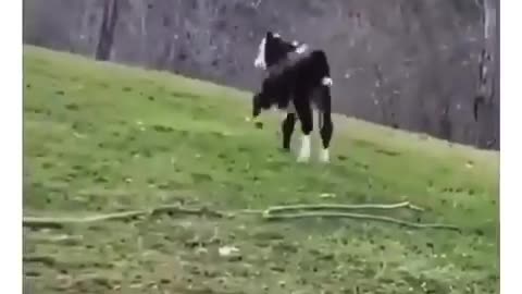 Funny Animal