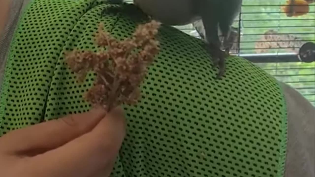 The Incredible Power of Fresh Grass and Cow Friends: Exploring the Best Fruit Ever