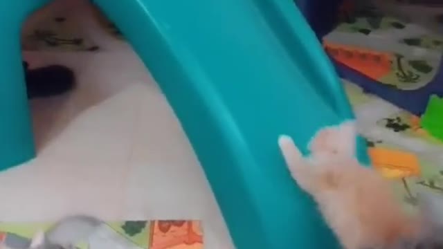 Little cats slide on kids games