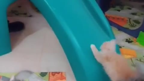 Little cats slide on kids games