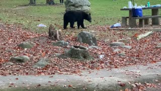 Bear Cub Swipes Cooler