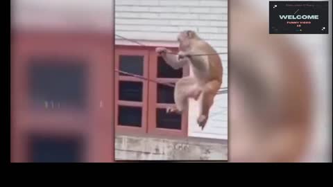 Monkey friendship funny video