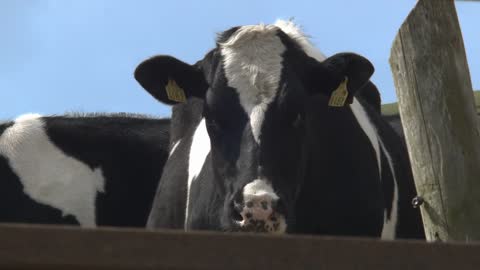 Drinking cow staring at the camera