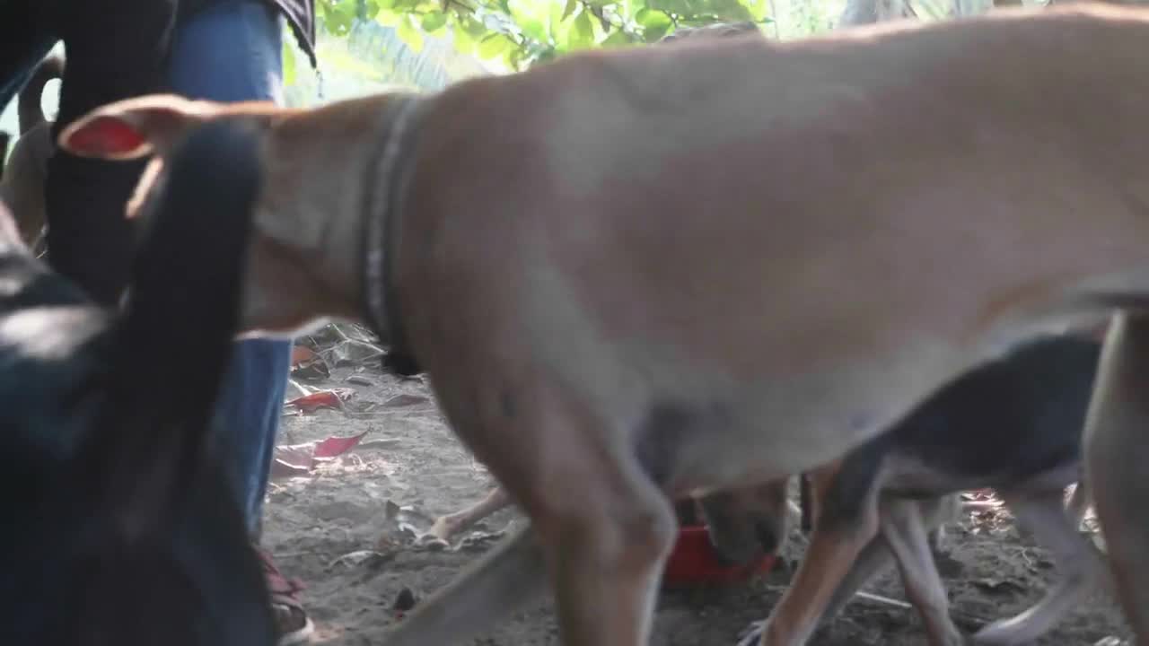 Feeding in dog pound. Hungry dogs eat their food at the dog sanctuary